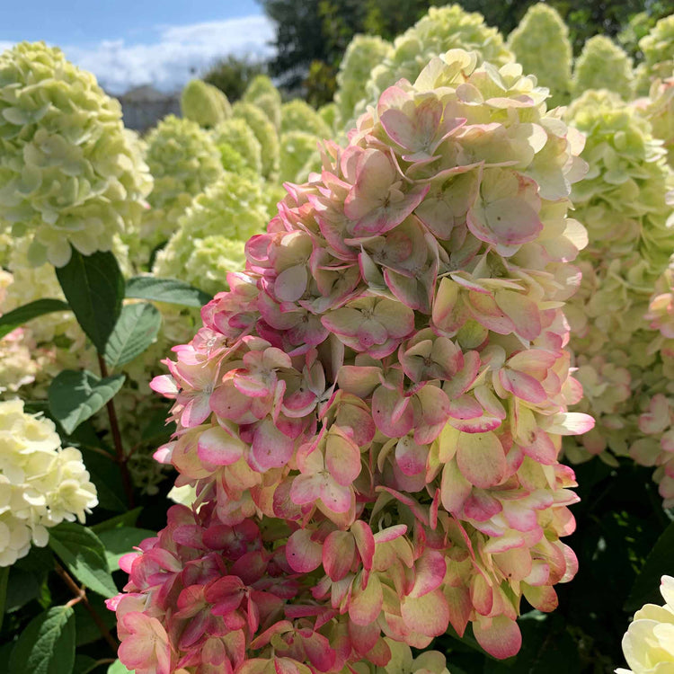 Hydrangea Plant 'Bonfire'