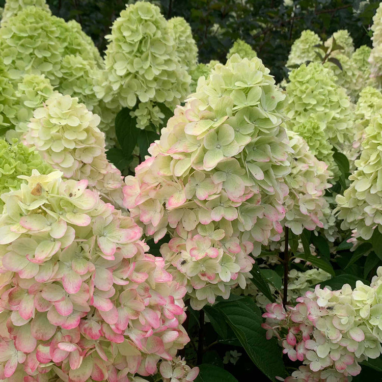 Hydrangea Plant 'Bonfire'