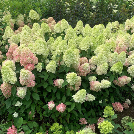 Hydrangea Plant 'Bonfire'