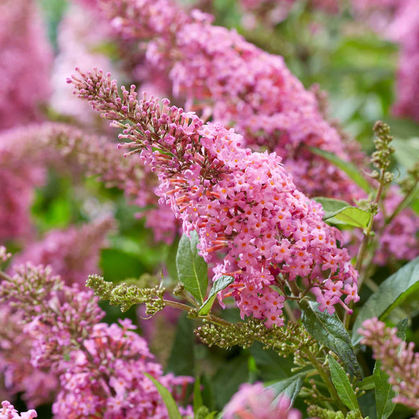 Buddleja Plant 'Butterfly Candy Little Pink'