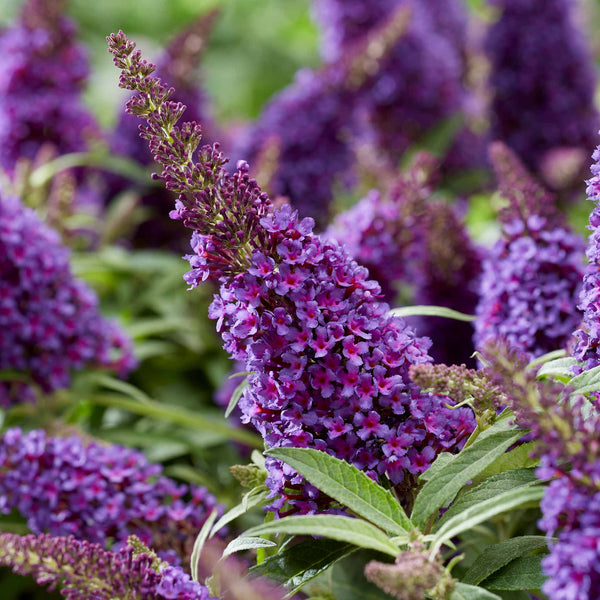 Buddleja Plant 'Butterfly Candy Little Purple'