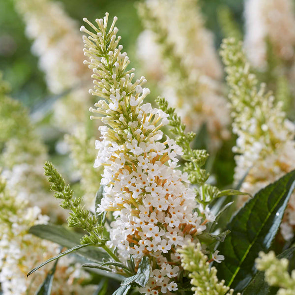 Buddleja Plant 'Butterfly Candy Little White'