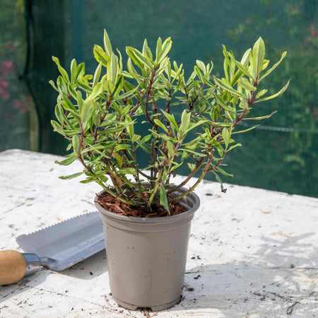 Hebe Wiri Plant 'Celebration'