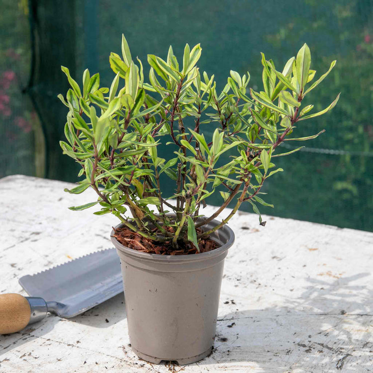 Hebe Wiri Plant 'Celebration'