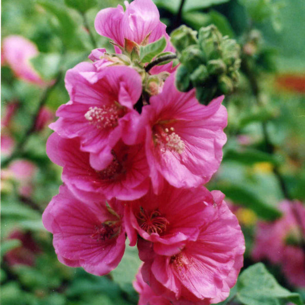 Lavatera Plant 'Red Rum'