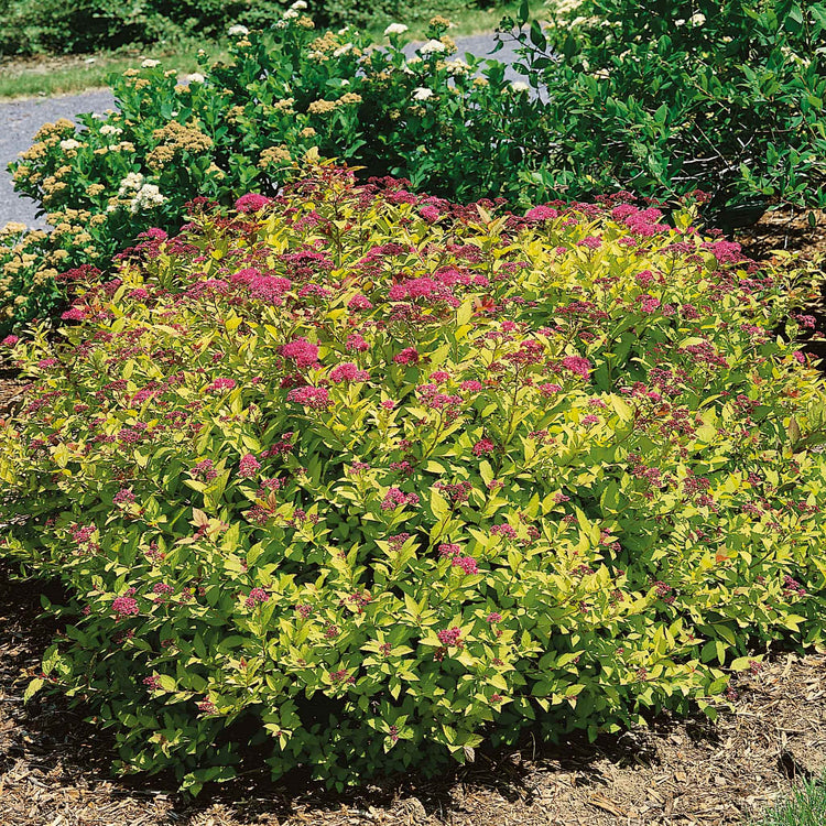 Spiraea Japonica Plant 'Magic Carpet'