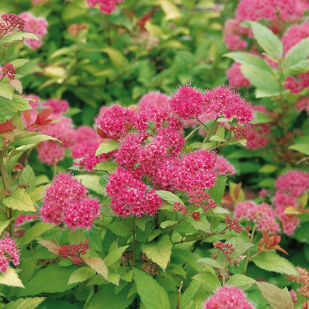 Spiraea Japonica Plant 'Magic Carpet'