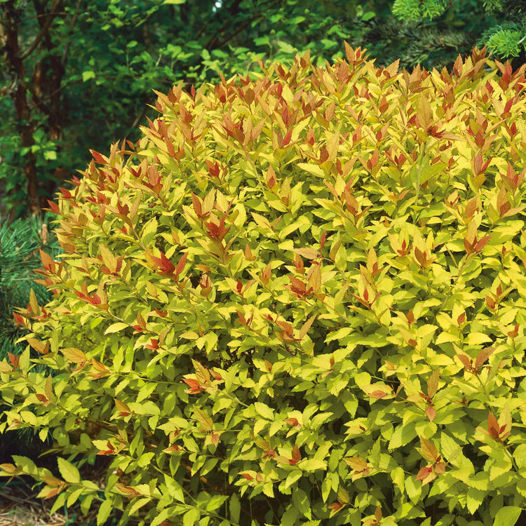 Spiraea Japonica Plant 'Magic Carpet'