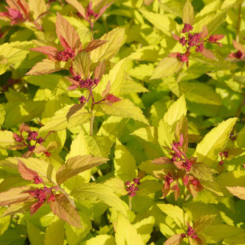 Spiraea Japonica Plant 'Magic Carpet'