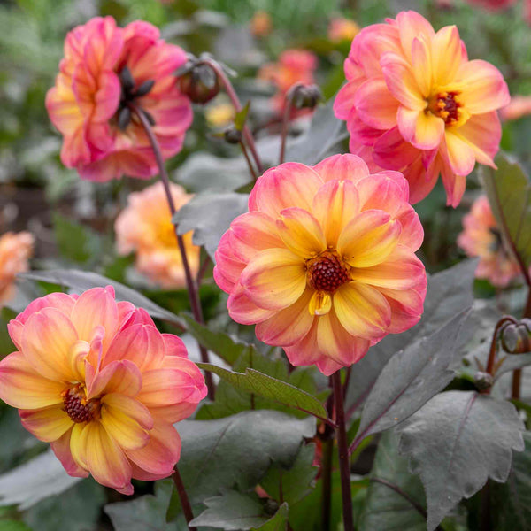 Dahlia Plant 'Mystic Fantasy'
