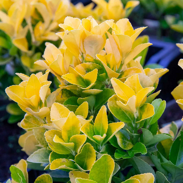 Euonymus Japonicus Plant 'El Dorado'