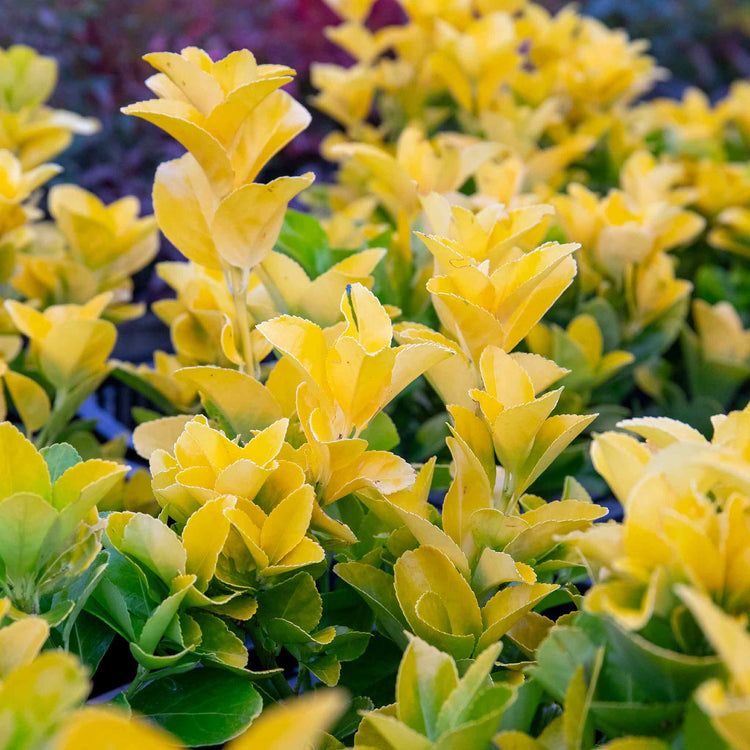 Euonymus Japonicus Plant 'El Dorado'