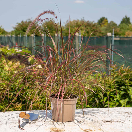 Pennisetum Plant 'Fireworks'