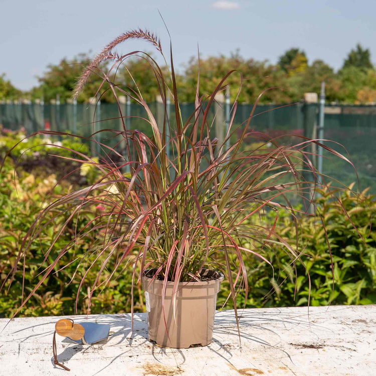 Pennisetum Plant 'Fireworks'