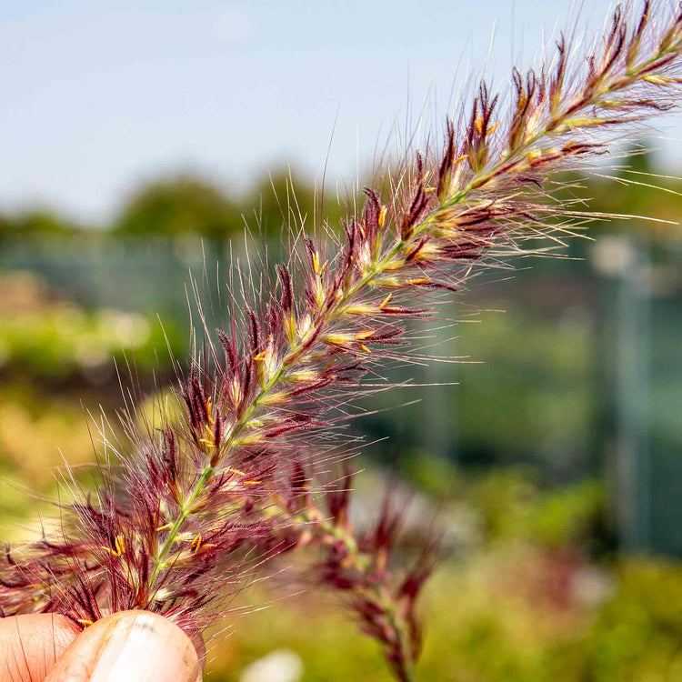 Pennisetum Plant 'Fireworks'