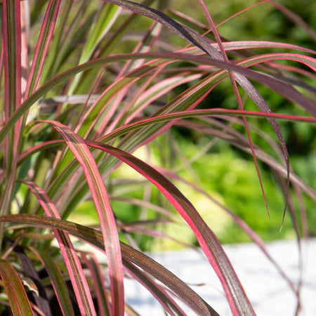 Pennisetum Plant 'Fireworks'