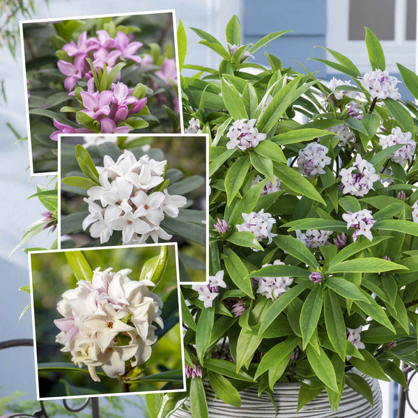 Daphne Plant Collection