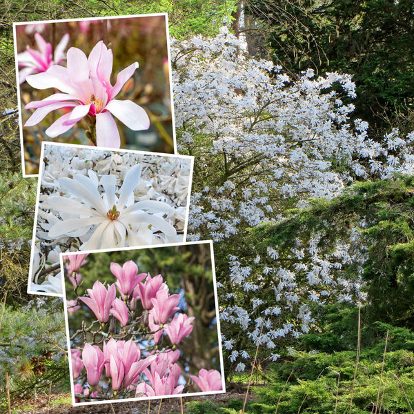 Magnolia Plant Collection