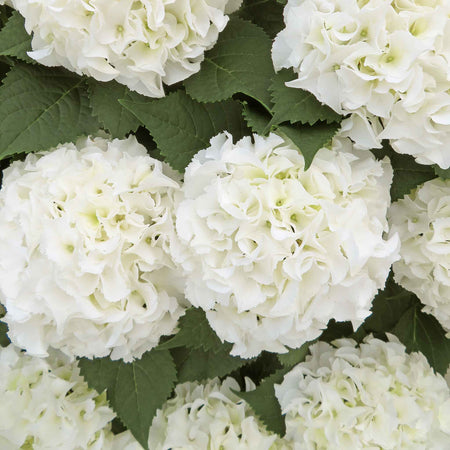 Hydrangea 'Mophead' Collection