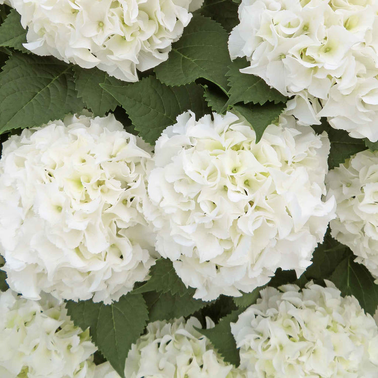 Hydrangea 'White Mophead'