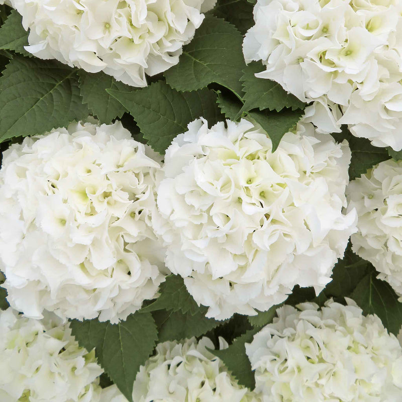 Hydrangea 'White Mophead'