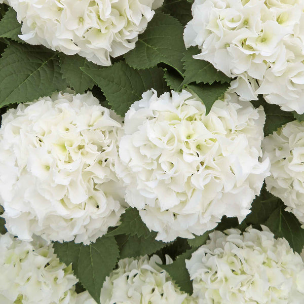 Hydrangea 'White Mophead'