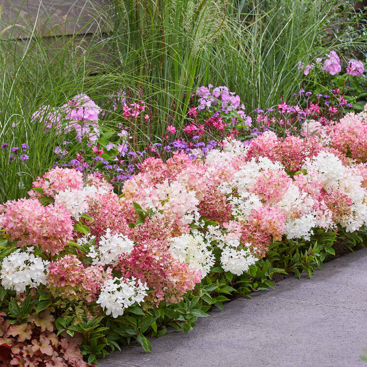 Hydrangea 'Groundbreaker Blush'