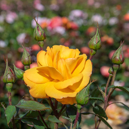 Rose Bush Plant 'Golden Delicious'