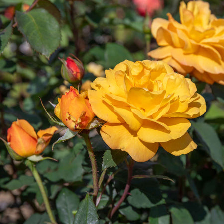 Rose Bush Plant 'Golden Delicious'