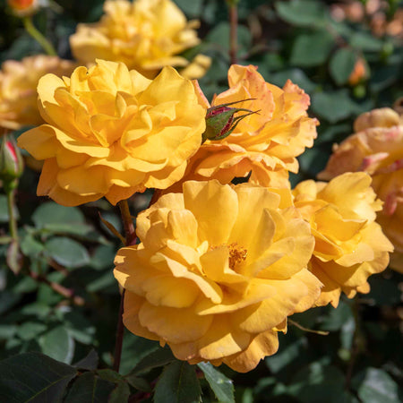 Rose Bush Plant 'Golden Delicious'