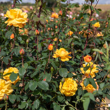 Rose Bush Plant 'Golden Delicious'