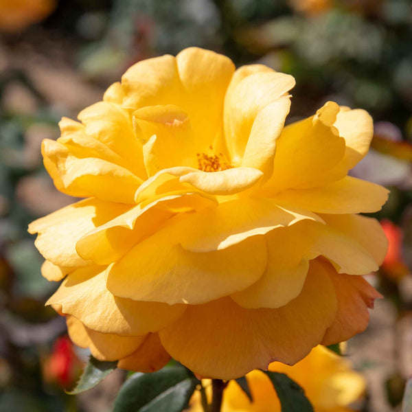 Rose Bush Plant 'Golden Delicious'