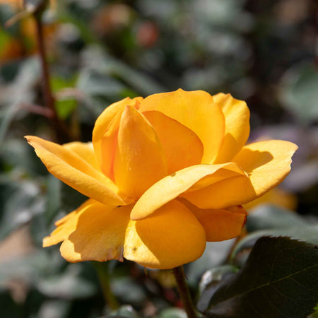 Rose Bush Plant 'Golden Delicious'