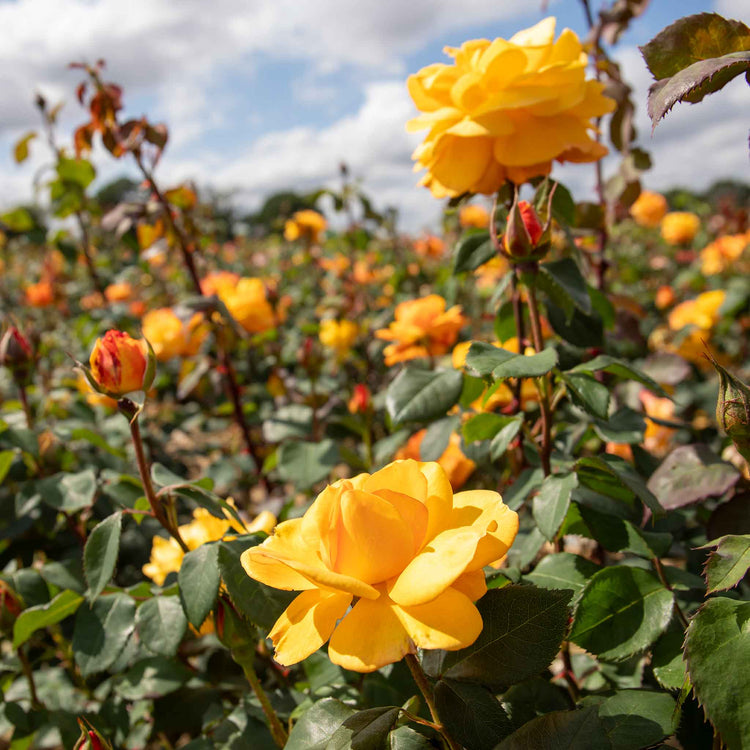 Rose Bush Plant 'Golden Delicious'