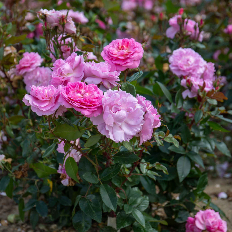 Rose Bush Plant 'Orchid Romantica'