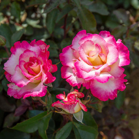 Rose Bush Plant 'You're My Everything'