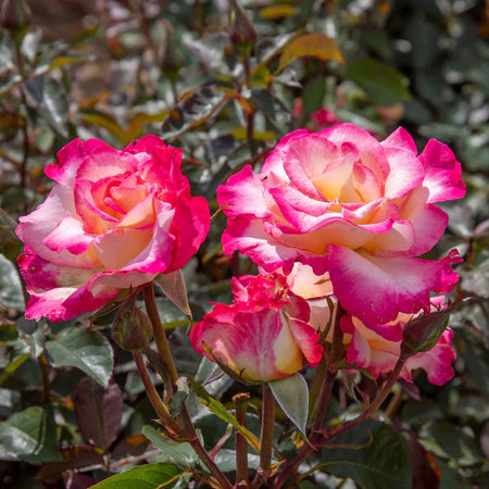 Rose Bush Plant 'You're My Everything'