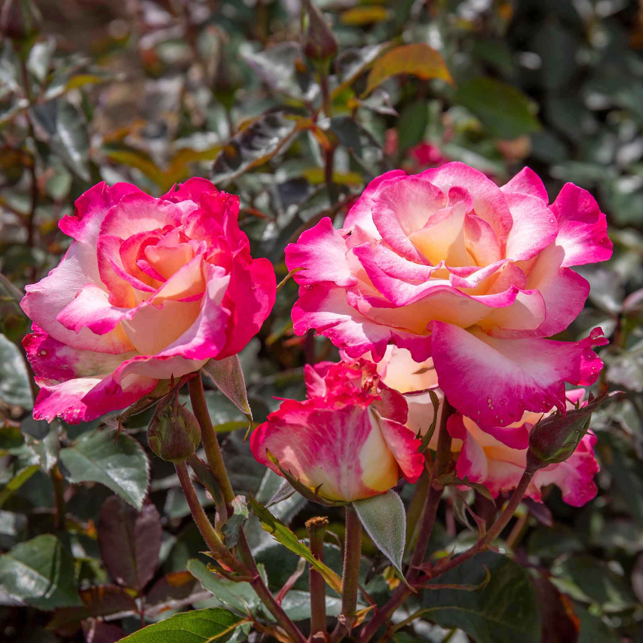 Purchase Rose Plants Online