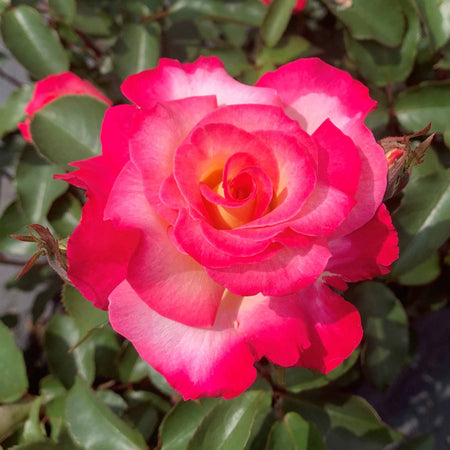 Rose of the Year Collection