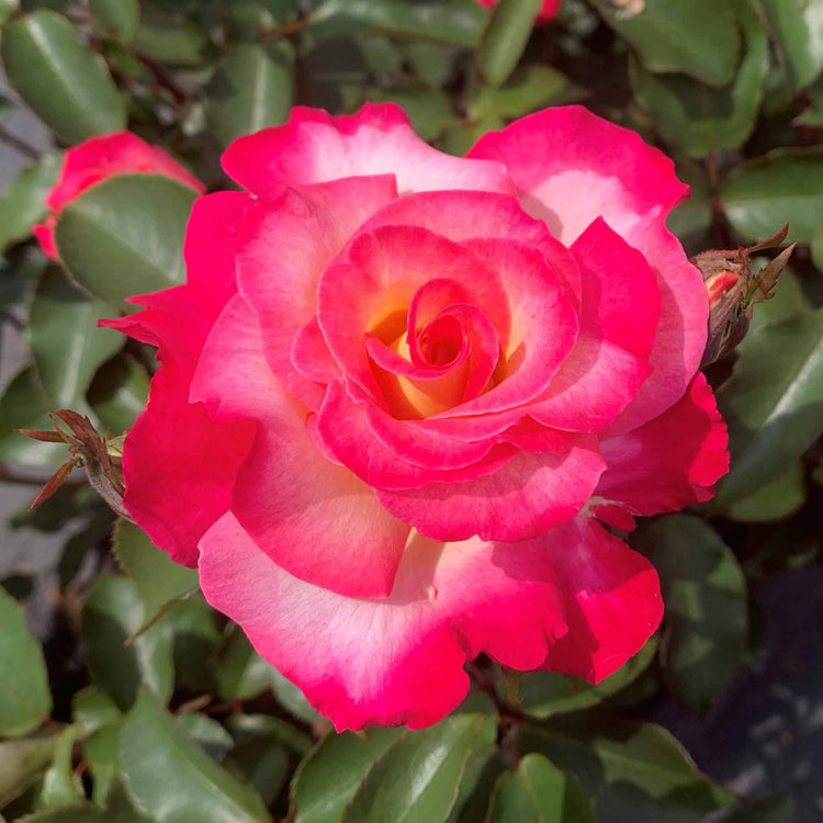 Rose of the Year Collection