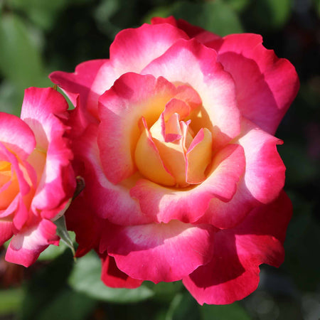 Rose of the Year Collection