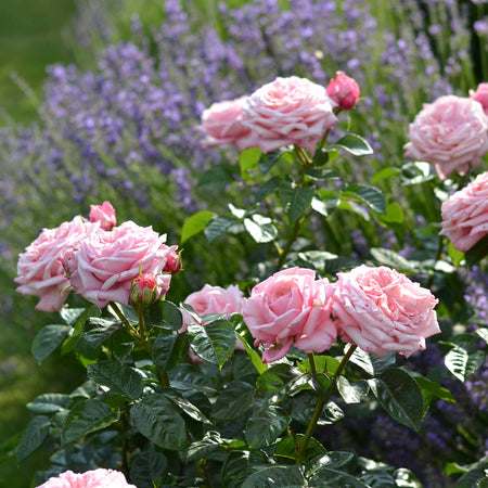 Rose Bush Plant 'Never Ending Story'