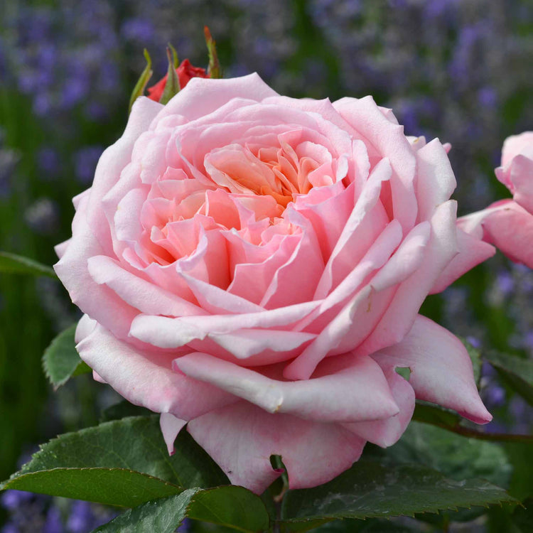 Rose Bush Plant 'Never Ending Story'