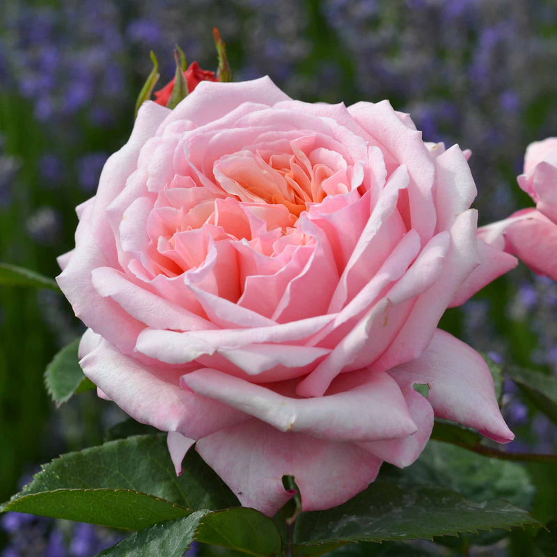 Rose Bush Plant 'Never Ending Story'