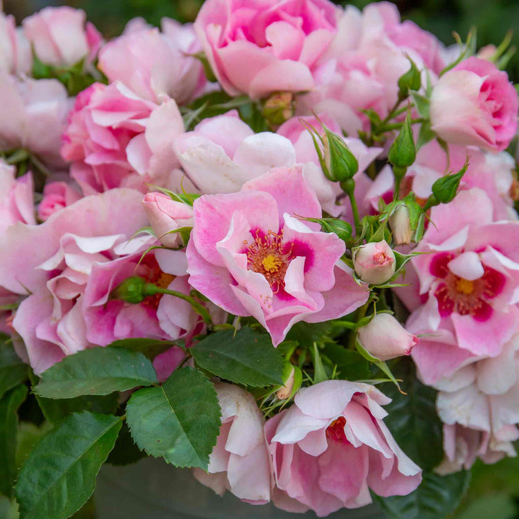 rosa persica seeds Rose Bush Plant 'SEE YOU In Rose'
