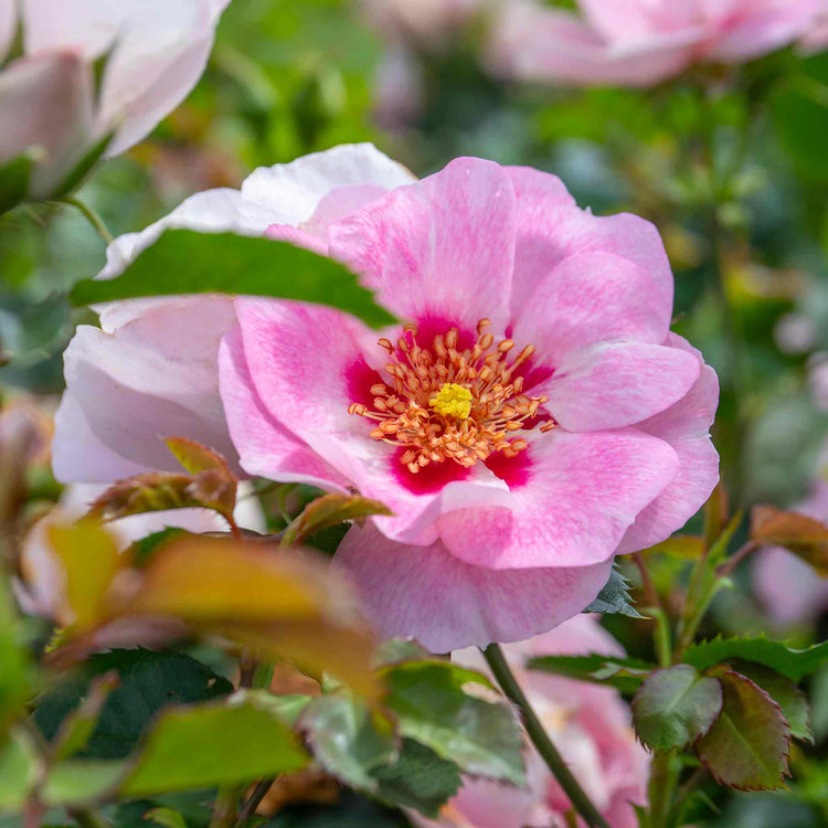 rosa persica seeds Rose Bush Plant 'SEE YOU In Rose'