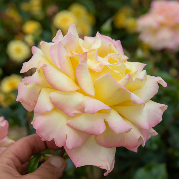 Rose Bush Plant 'Peace'