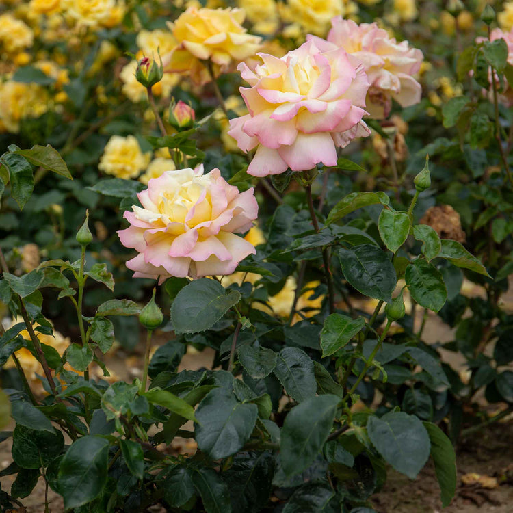 Rose Bush Plant 'Peace'