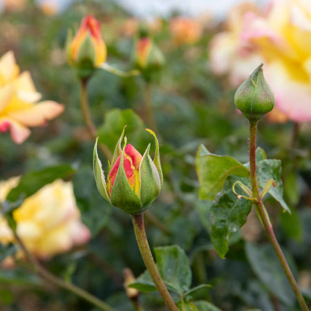 Rose Bush Plant 'Peace'