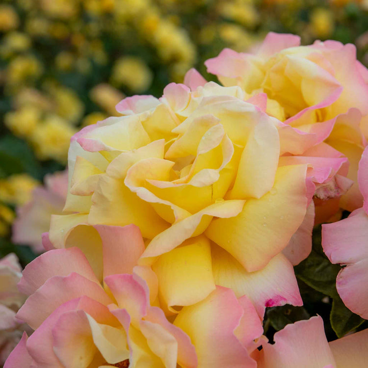 Rose Bush Plant 'Peace'